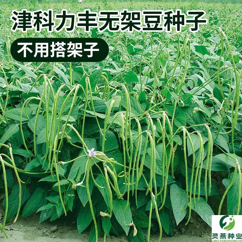 高产无架豆种子不撘架长豆角家庭地豇豆种籽春秋农家田园蔬菜种孑
