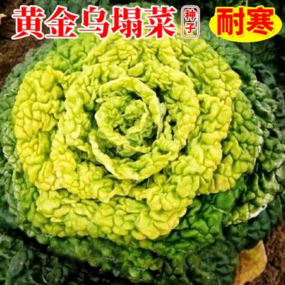 正宗黄心乌耐寒耐新鲜黄心乌塌菜正宗心四季蔬菜秋冬季阳台