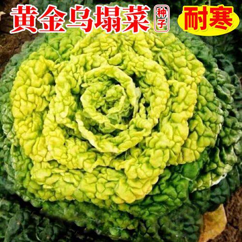正宗黄心乌耐寒耐新鲜黄心乌塌菜正宗心四季蔬菜秋冬季阳台