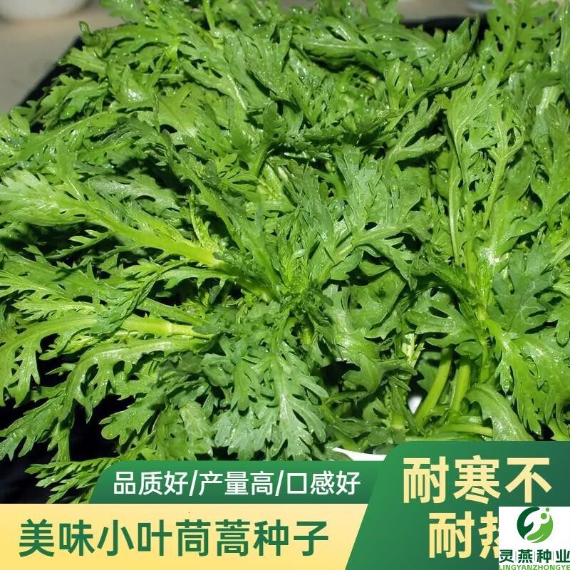 美味小叶茼蒿种子茼蒿菜种皇帝菜秋冬季籽种冬季青菜蔬菜孑菜籽孑