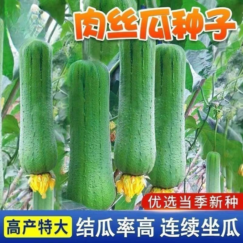 早熟丝瓜种子特大肉丝瓜种籽易种春夏秋四季阳台盆栽农家蔬菜种孑