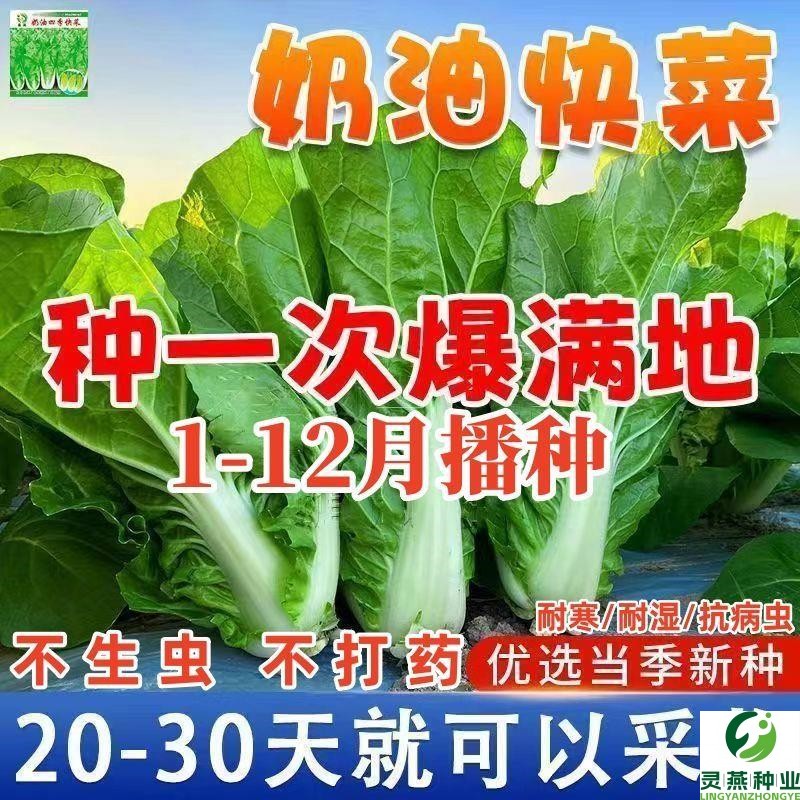 四季奶油小白菜种子20天高产速生小白菜快菜种子耐寒秋季蔬菜种子