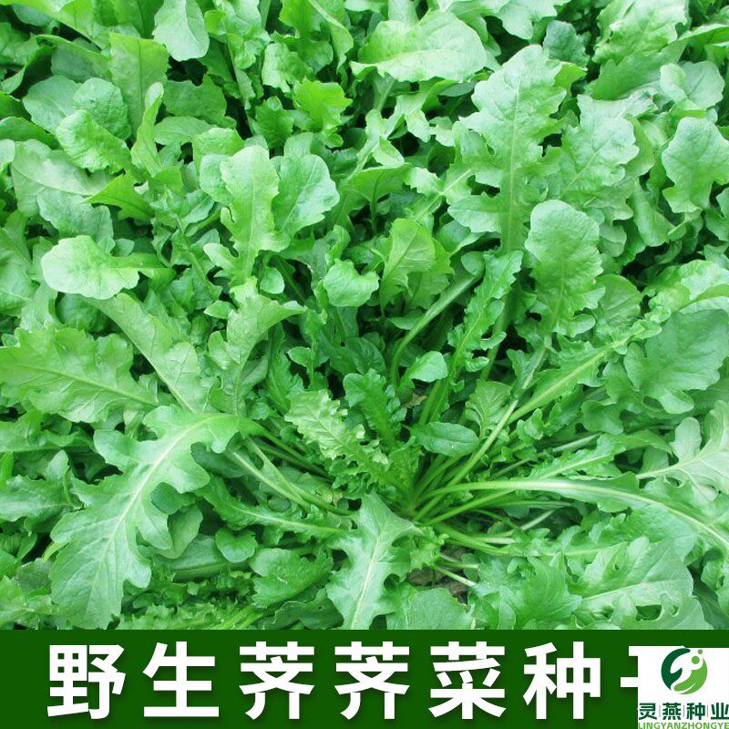 野生荠荠菜种子农家春播大叶春野菜种籽食用盆栽荠菜种孑青菜种籽