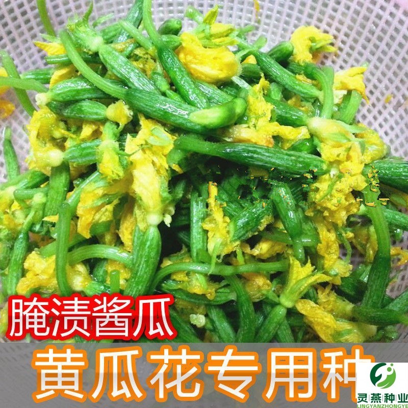 黄瓜花种子小黄瓜种子农家四季蔬菜种籽 小青瓜 酱黄瓜 腌渍黄瓜