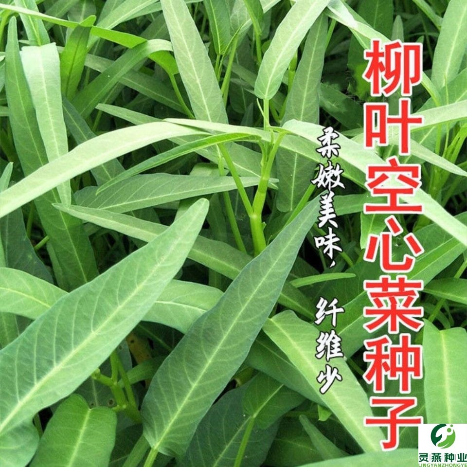 空心菜种子柳叶空心菜种子通菜蓊种子腾腾菜种子瓮菜种子通心菜籽