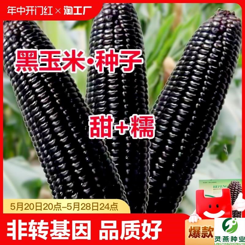 黑甜糯玉米种子珍珠糯8号玉米种籽水果玉米种孑非转基因四季种植