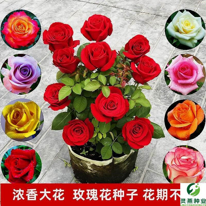 玫瑰花种子重瓣浓香大花四季播种庭院阳台盆栽月季花卉种籽苗耐寒