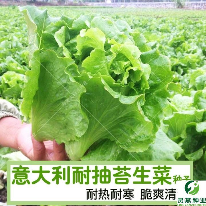 意大利生菜种子阳台盆栽青菜四季播生菜种籽农家春季夏季蔬菜种孑