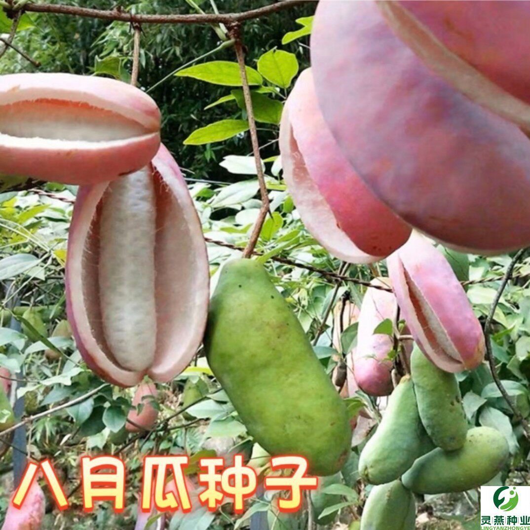 八月瓜种子阳台小院水果种籽庭院种植简单种子八月炸水果四季易活