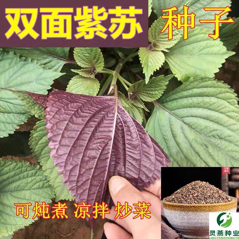 双面紫苏种子香味浓可食用双色紫苏种子紫苏籽阳台四季播香草种子