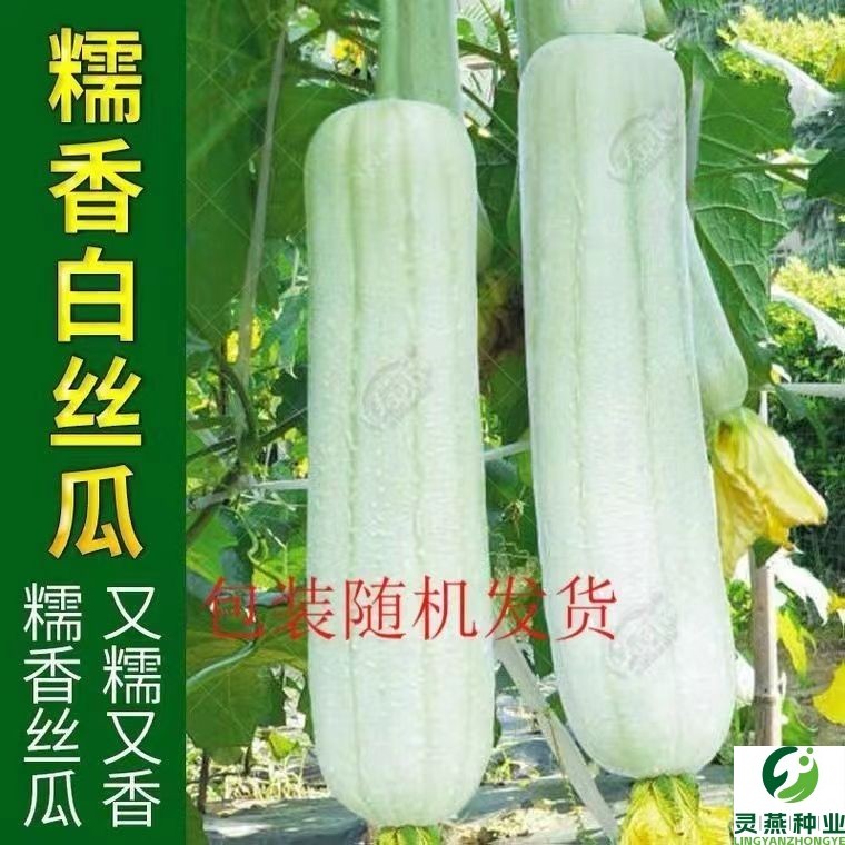新糯香白皮白丝瓜种子 白玉南方早熟高产肉丝瓜 丝瓜籽种