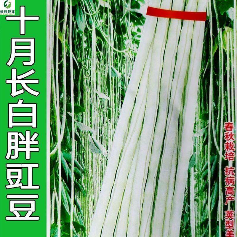十月长白豆角种子长白胖豇豆种子肉厚荚长高抗高秋豆角种子春秋种