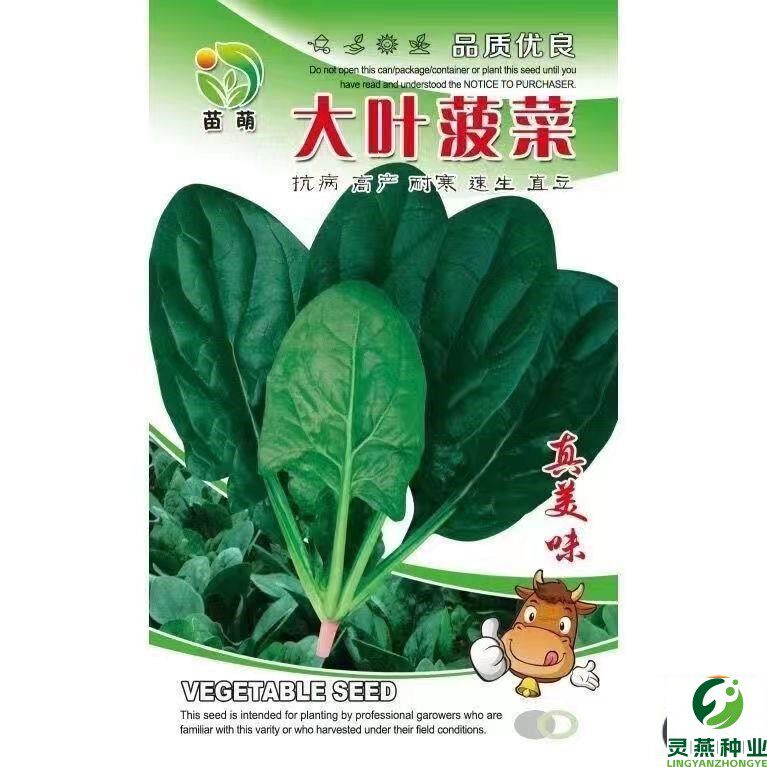 耐热王菠菜种+夏子波菜高产籽种夏季秋秋季种籽种子四季蔬菜