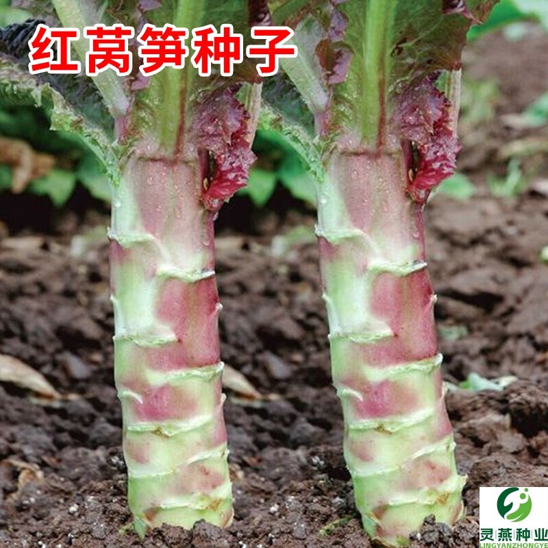 红莴笋种子春秋冬季尖叶紫红皮青肉莴苣种籽四季耐寒菜籽蔬菜种孑