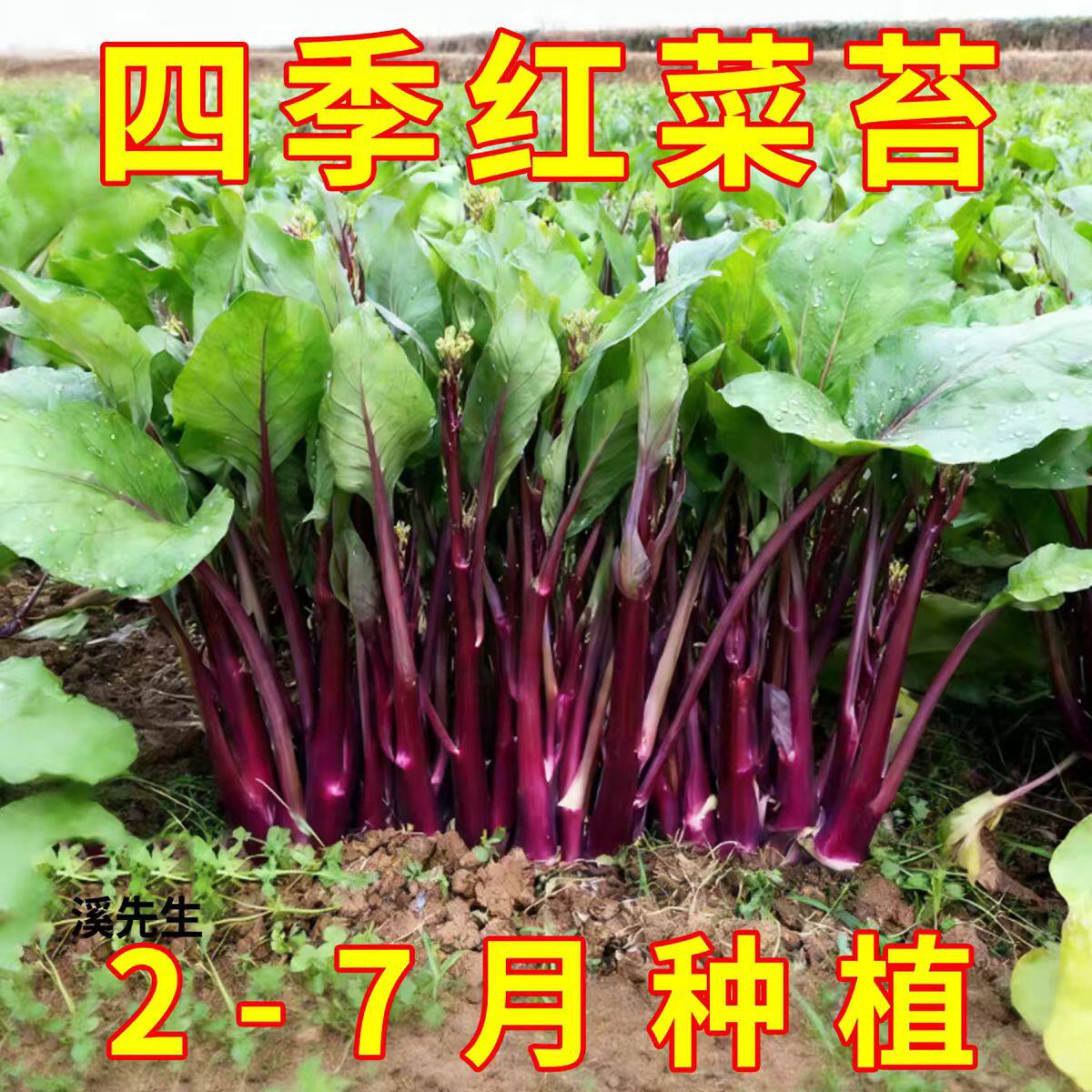 耐热红菜苔蔬菜种子菜心紫菜苔红菜苔家庭种植四季阳台庭院易播