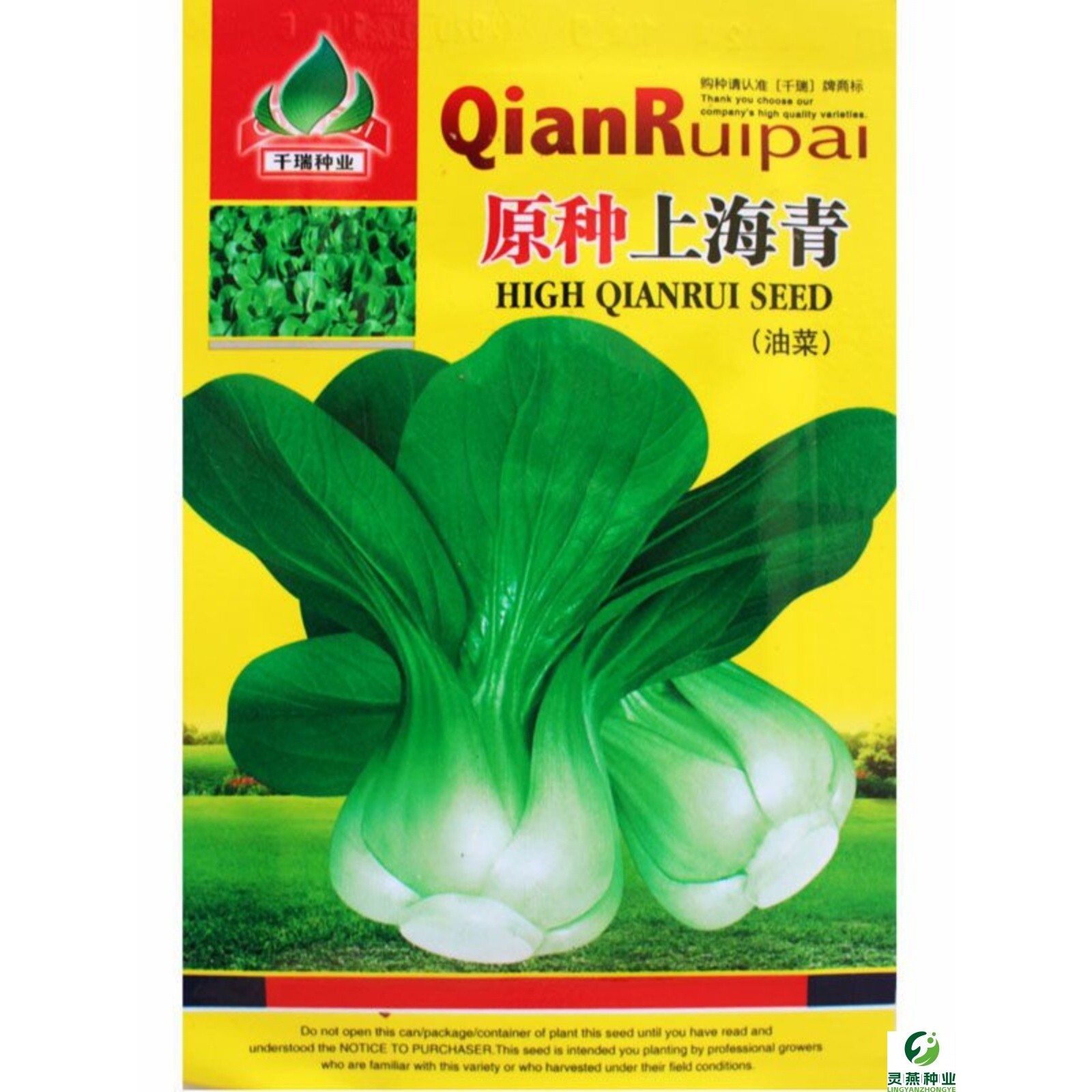 原种上海青种子油菜种子青梗菜籽孑速生早熟高产量大田基地蔬菜