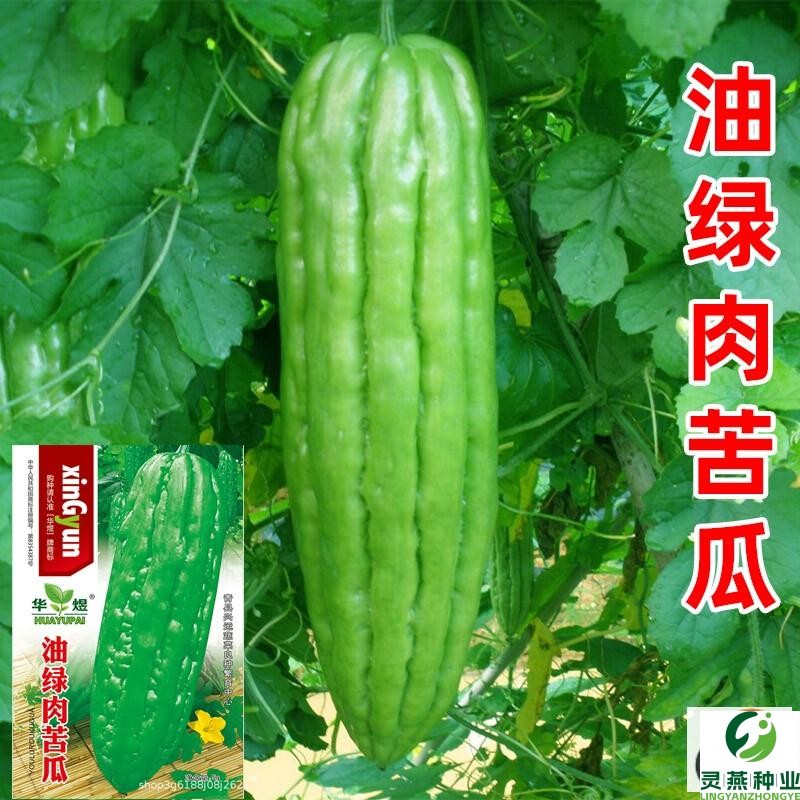 大肉苦瓜种子春季播长绿苦瓜籽阳台家庭盆栽抗病瓜果蔬菜种子高产