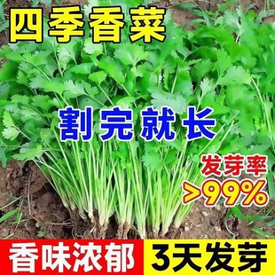 香菜种子四季易种耐热耐抽苔阳台水果蔬菜种子水果农家四季香菜