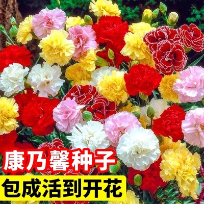 重瓣康乃馨种子阳台盆栽易存活
