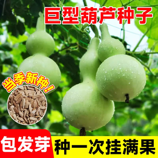 巨型特大葫芦种子大葫芦农作物种籽超大亚腰阳台庭院盆栽爬藤植物