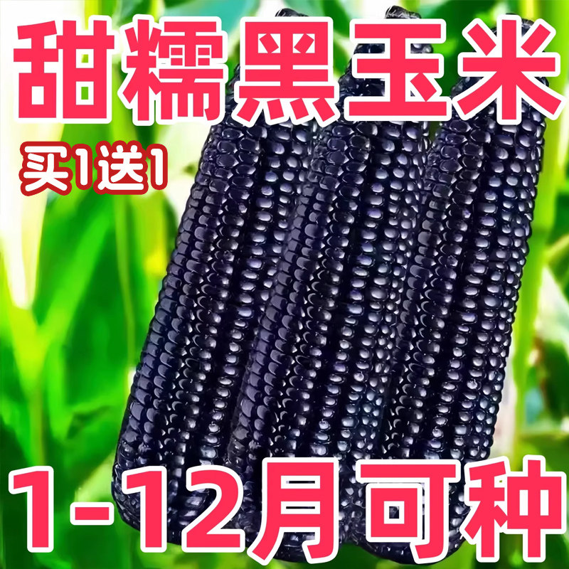 黑甜糯玉米种子香糯高产四季播蔬菜种子耐旱超甜糯黑糯玉米籽种苗,农用物资,玉米种子/种苗,淘宝优惠券,粉丝福利购,淘宝优惠卷