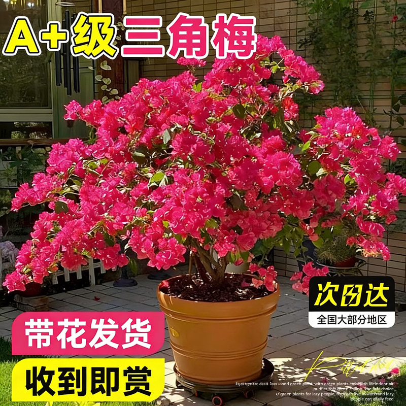 三角梅盆栽带花室内阳台绿植老桩特大苗四季开花爬藤苗绿樱云南紫,鲜花速递/花卉仿真/绿植园艺,种苗/半成品盆栽,淘宝优惠券,粉丝福利购,淘宝优惠卷