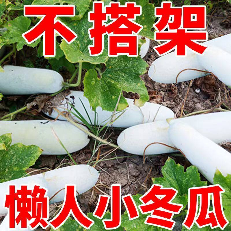 满地爬小冬瓜种子冬瓜种子毛节瓜四季春天小冬瓜高产盆栽蔬菜种子