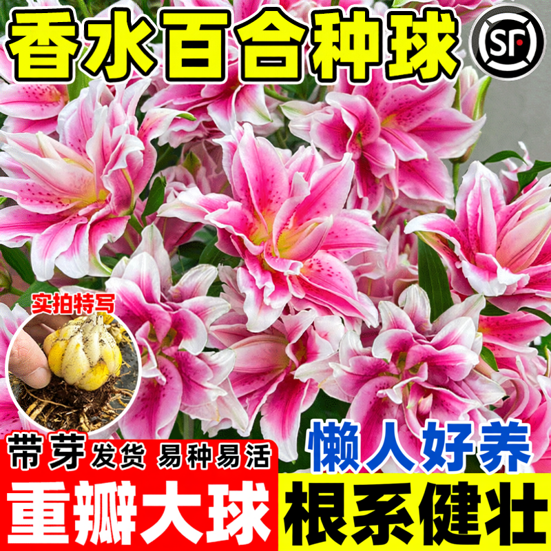 重瓣百合花种球香水百合开花好养活花卉植物室内外花苗盆栽花种子