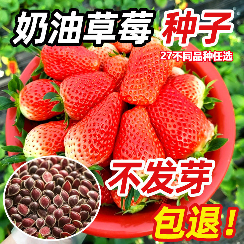 草莓种子奶油丹东99新手阳台盆栽四季南北方种植庭院水果蔬菜种籽