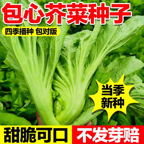 包心芥菜种子正宗高钙菜酸菜种籽