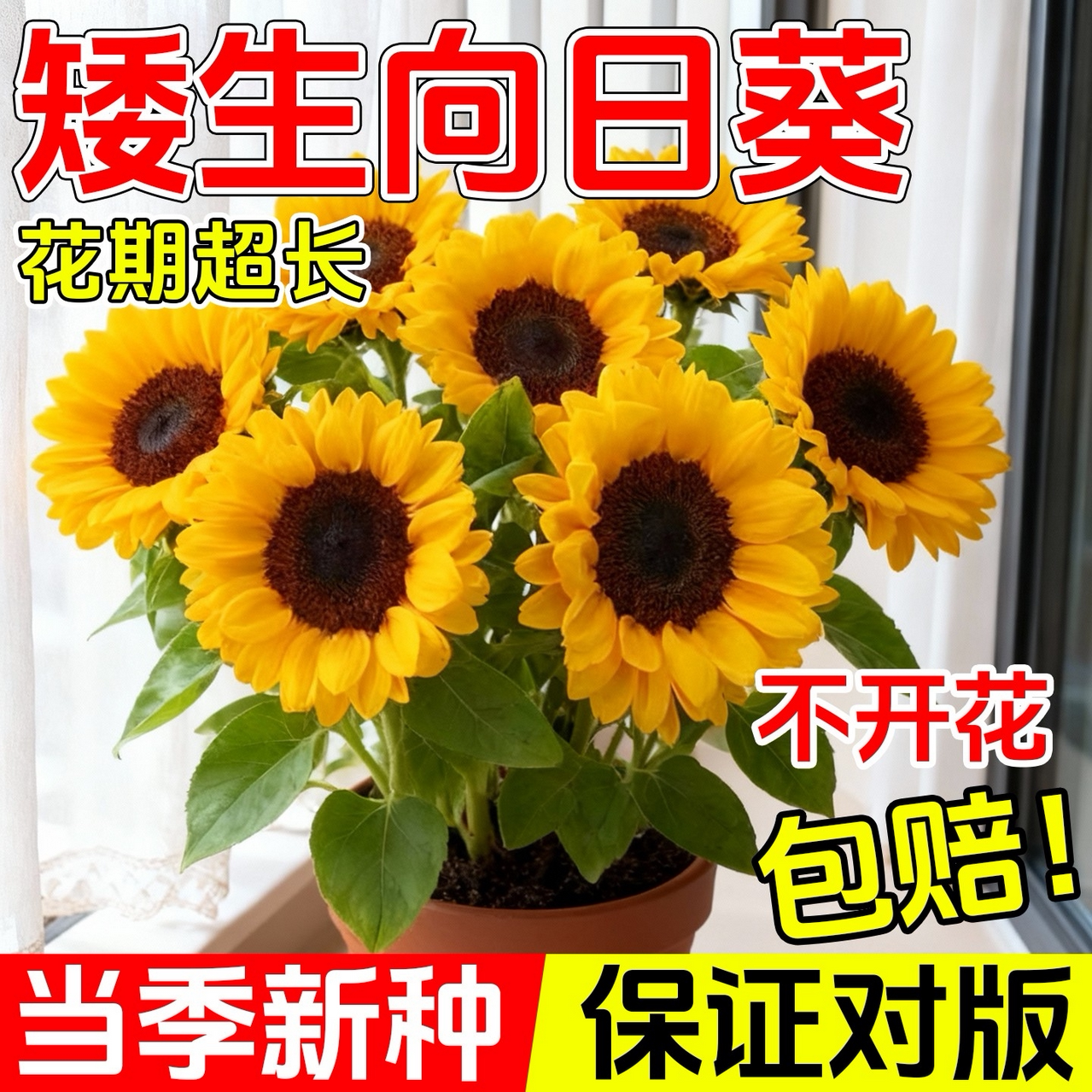 矮向日葵种子观赏迷你食用葵花籽春夏种植室内外盆栽种植花种籽孑