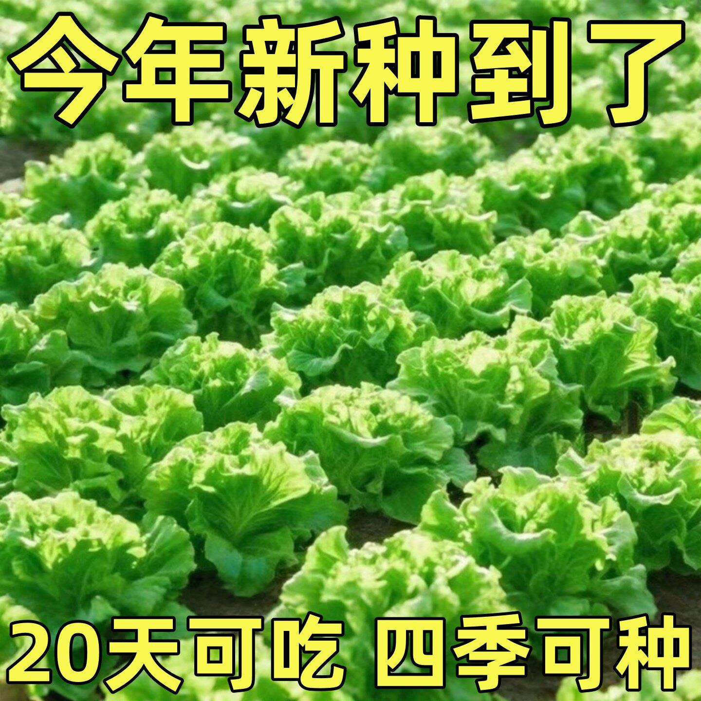 意大利生菜奶油玻璃生菜种子生吃耐寒耐热种子阳台庭院可播种四季