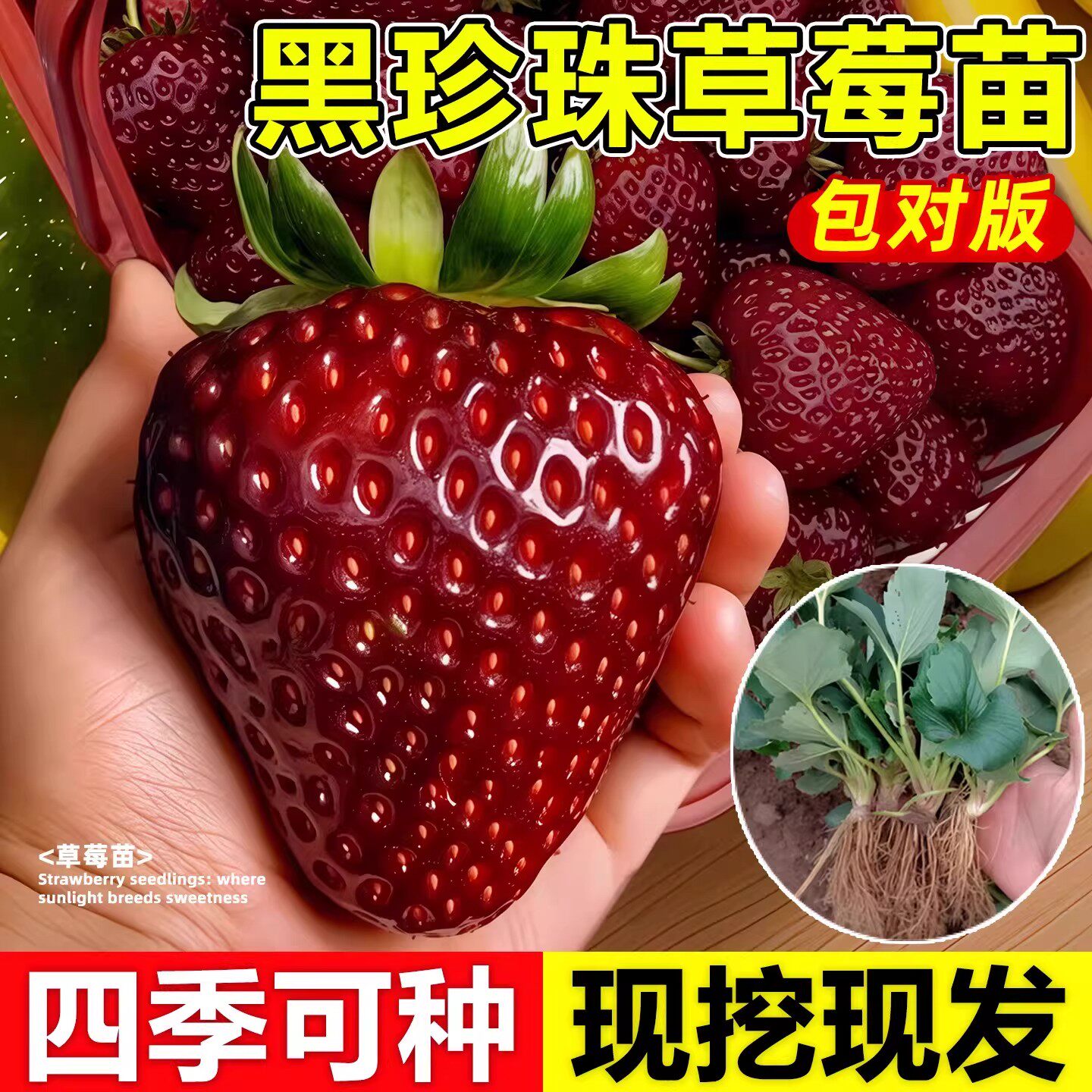 【好养易活】四季结黑珍珠草莓苗