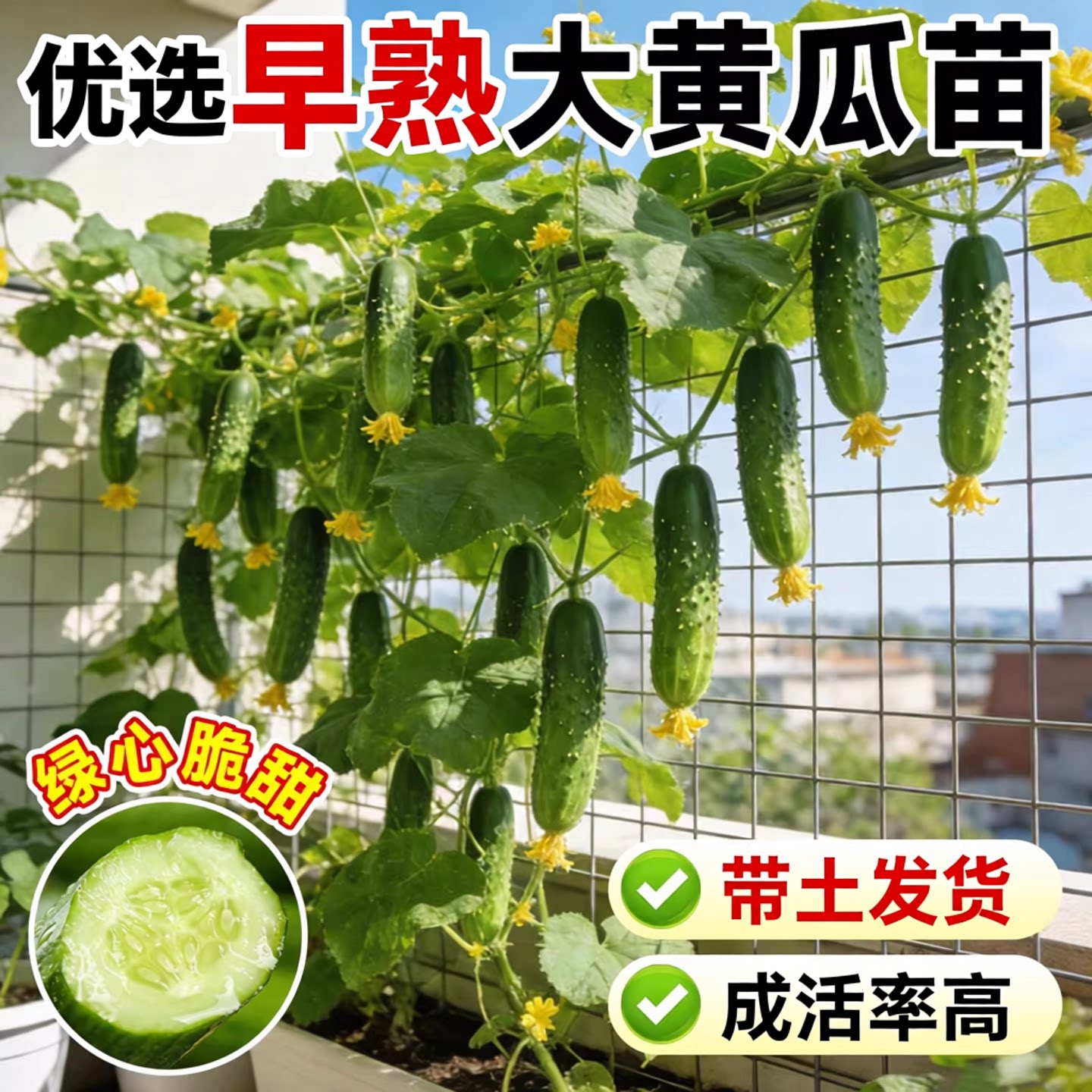 大黄瓜苗秧老品种黄瓜苗带土种籽苗春秋播高抗病阳台盆栽产蔬菜苗