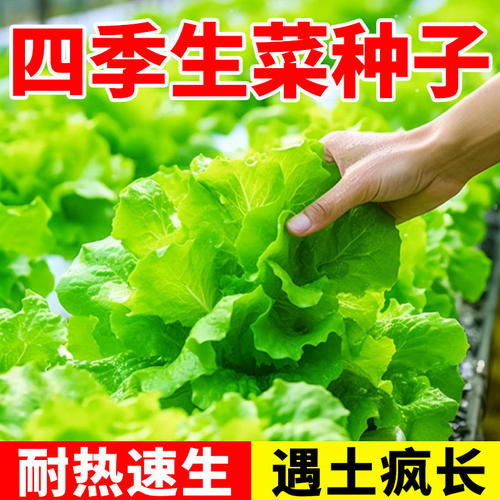 【抗病高产】奶油生菜种子大全
