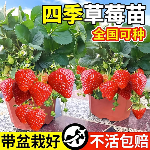 【好养易活】四季结果奶油草莓苗