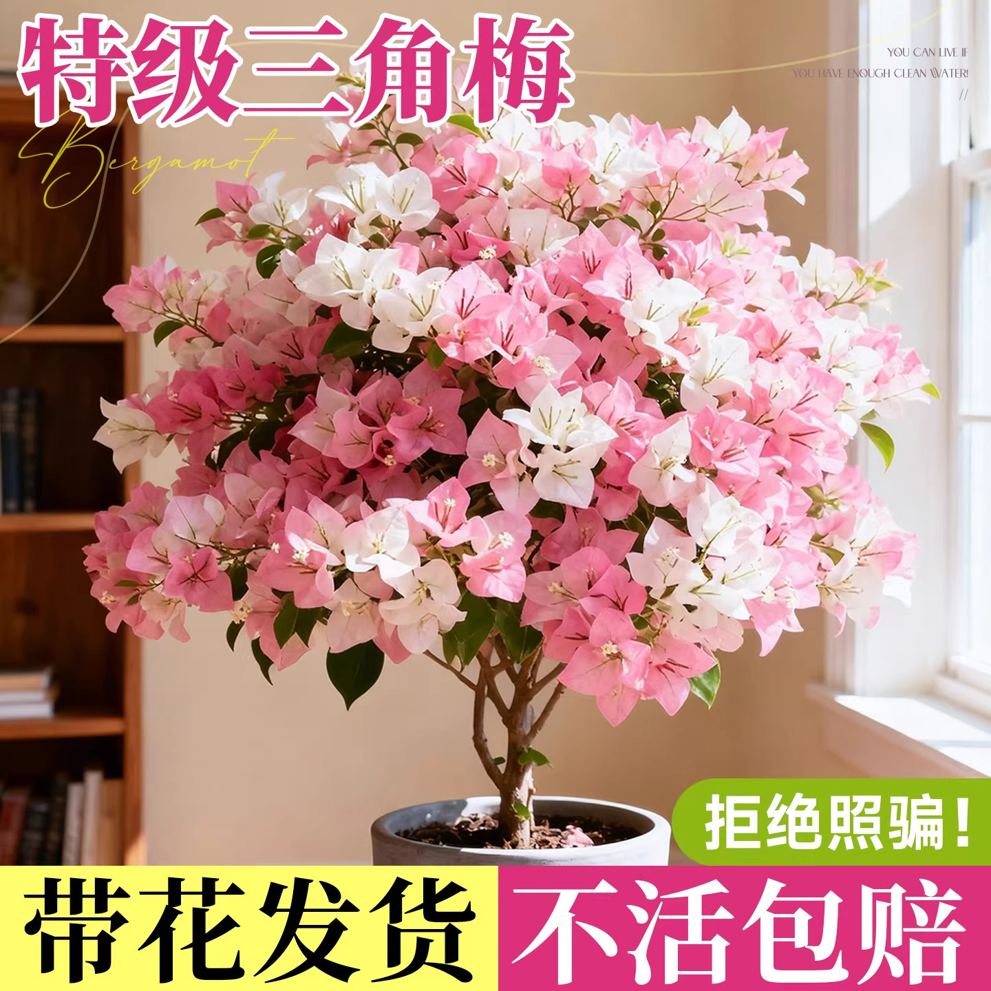 三角梅盆栽带花老桩绿植花卉重瓣绿樱漳红樱树苗室内阳台爬藤植物,鲜花速递/花卉仿真/绿植园艺,种苗/半成品盆栽,淘宝优惠券,粉丝福利购,淘宝优惠卷