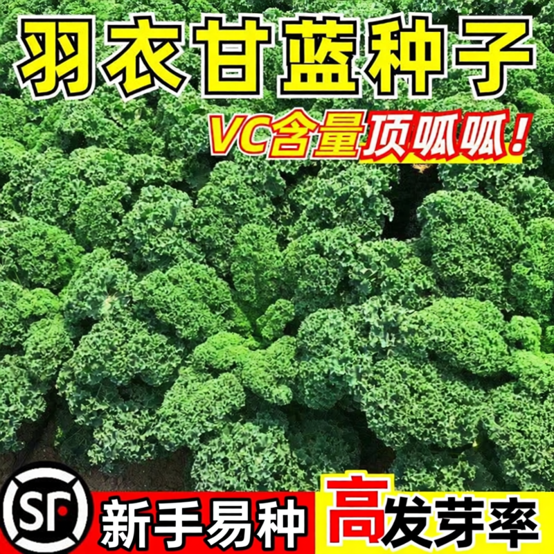 羽衣甘蓝苗种子轻食沙拉蔬菜种孑大全雨衣甘蓝菜籽适合冬天种的菜