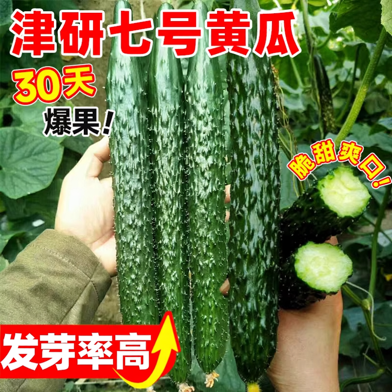 津研七号黄瓜种子新品种密刺高产早熟春夏秋季播种原装蔬菜种籽