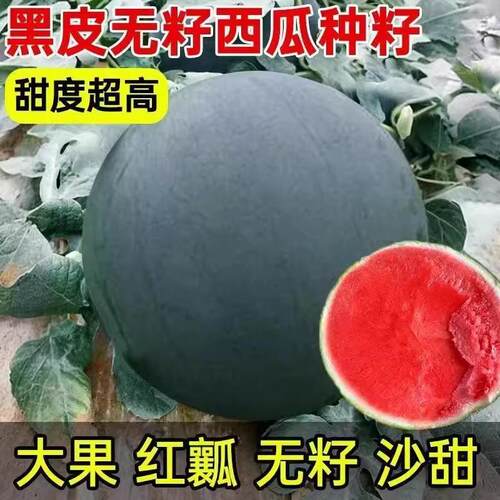 【抗虫病】高产无籽超甜西瓜种子