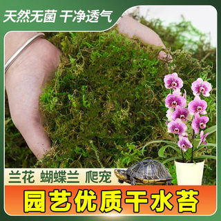 干苔藓蝴蝶兰专用营养土无菌水苔兰花石斛种植育苗青苔乌龟冬眠用