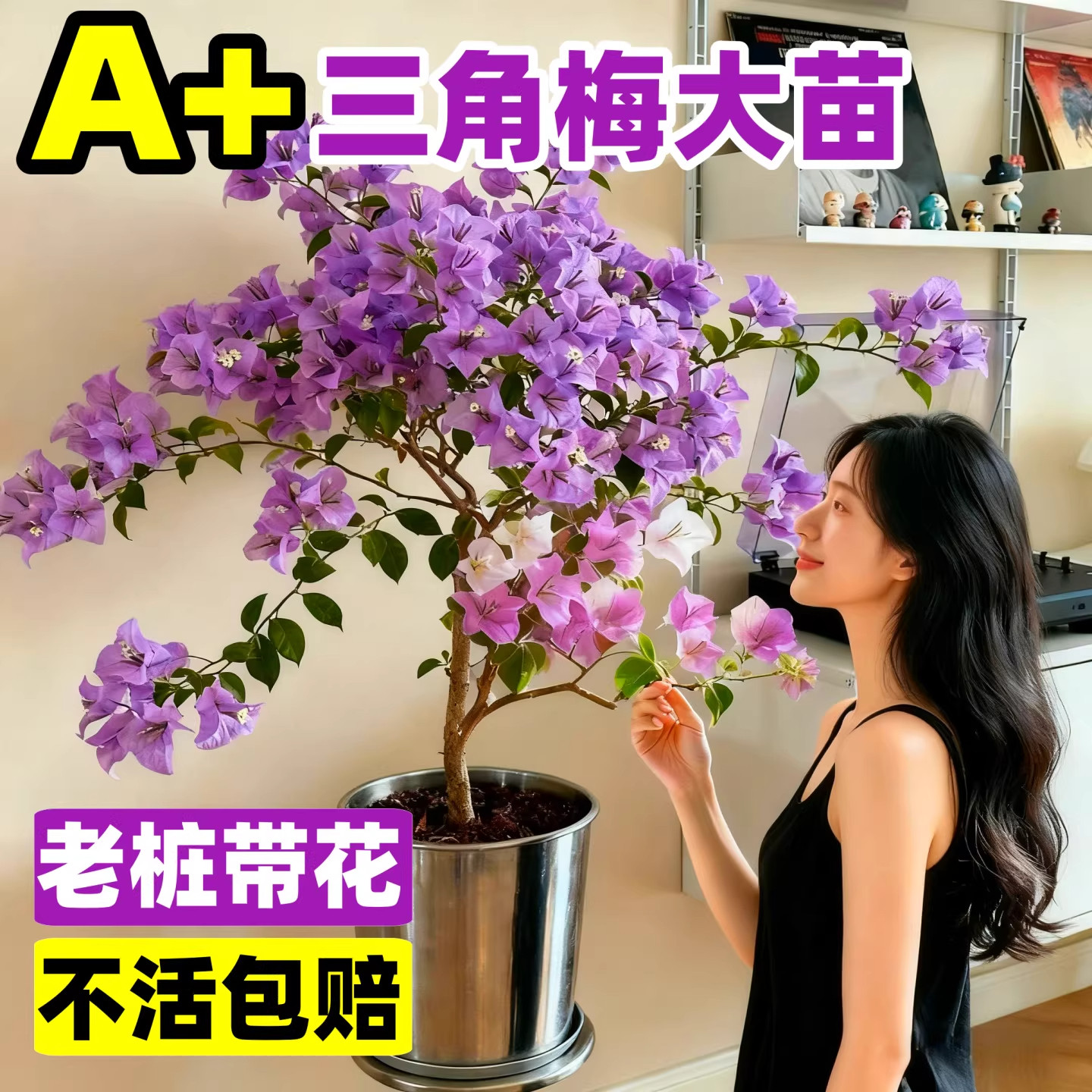 高端重瓣三角梅四季开的花卉盆栽老桩特大号带花苞发货绿樱爬藤苗,鲜花速递/花卉仿真/绿植园艺,种苗/半成品盆栽,淘宝优惠券,粉丝福利购,淘宝优惠卷