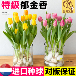 进口郁金香种球室内阳台水培植物盆栽南北方种植裸球水仙花种子籽