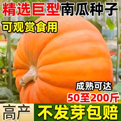 【好养易活】巨型南瓜种子高产