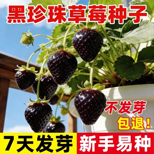 黑珍珠草莓种子四季奶油草莓种籽阳台室内盆栽庭院室外水果包对版