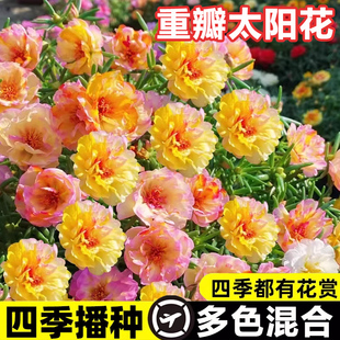 重瓣太阳花种子混色花籽适合庭院子里种的花一年四季易活室外阳台