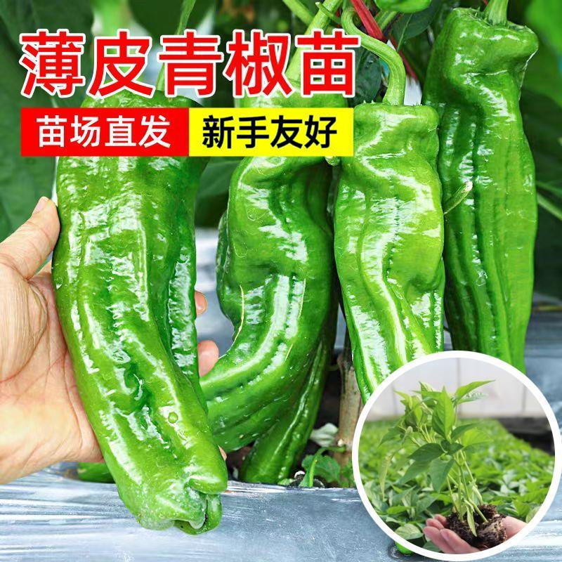薄皮辣椒苗秧苗皱皮青椒苗超辣麻椒泡椒阳台盆栽苗菜种子长势健壮