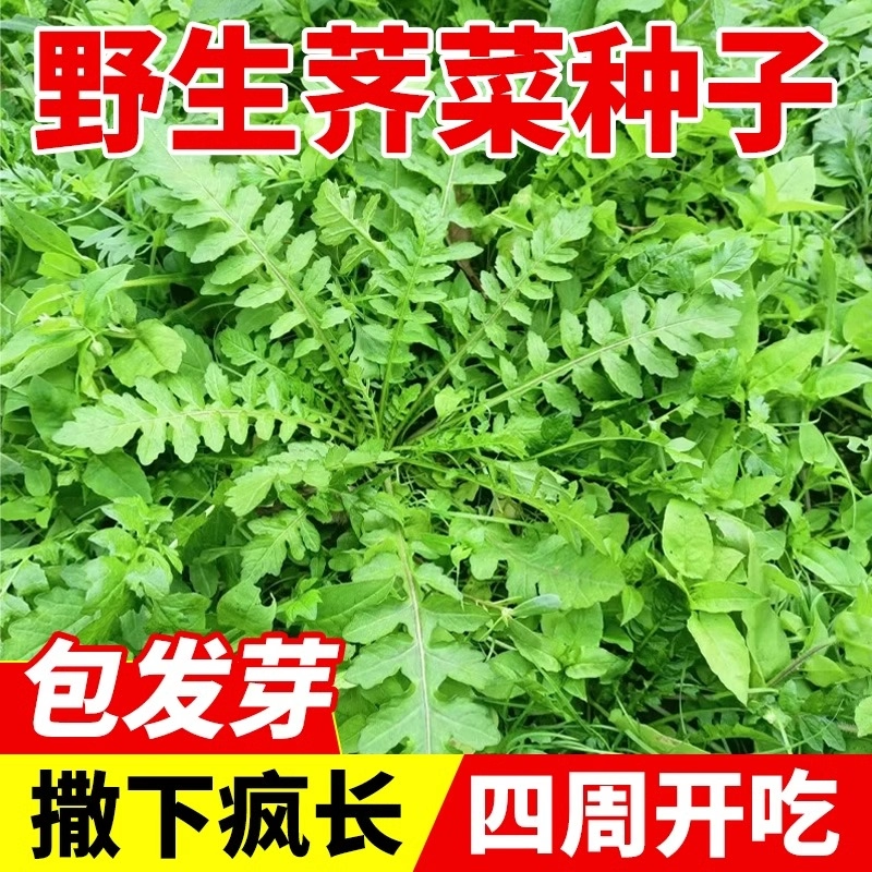 野生荠荠菜种子农家大叶春野菜籽秋冬四季播荠菜种孑地菜蔬菜种孑