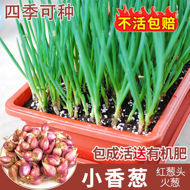 火葱头四季小香葱种子多次采收