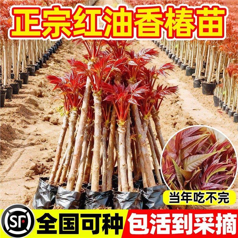 正宗红油香椿苗树四川矮化红椿树苗可食用阳台种植蔬菜香椿芽种子